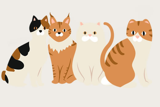 Katzen Rassen Datenbank